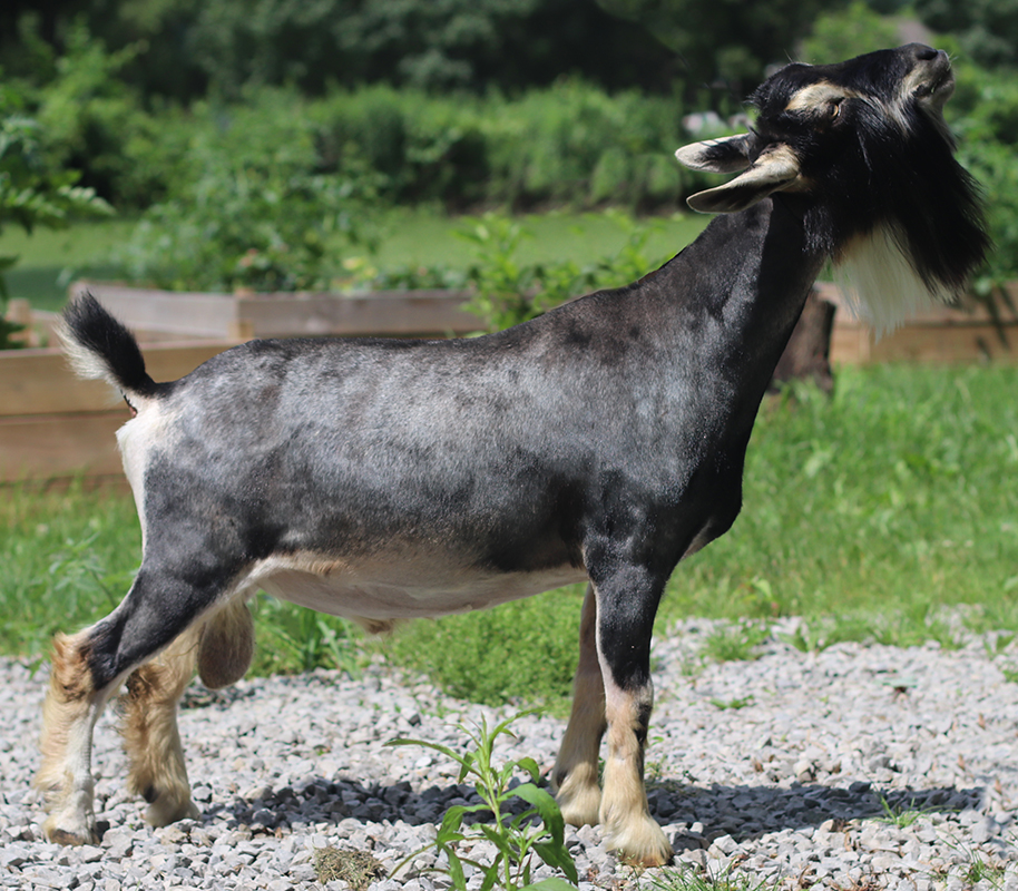 Better Wayz Tudor Rose